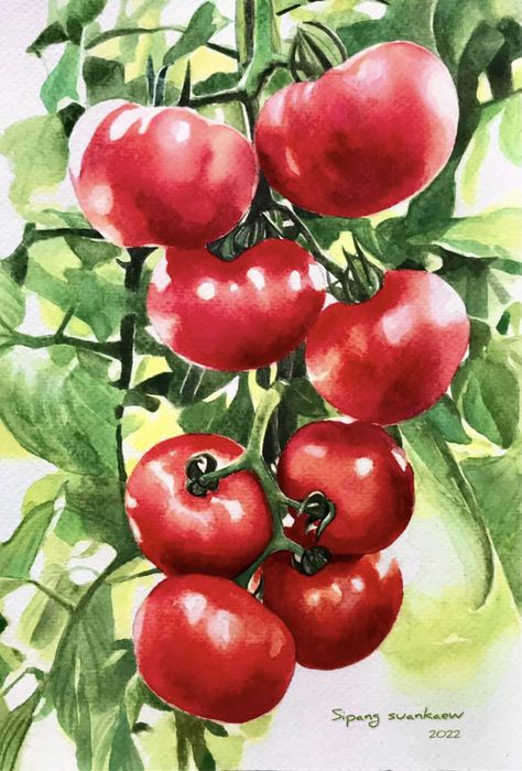 Tomato Plant Painting, Watercolor Art Fruits And Vegetables, Tomato Plant Watercolor, Watercolor Paintings Of Fruits And Vegetables, Capsicum Watercolor Painting, Tomato Art, Liquid Watercolor, Watercolor Painting Techniques, Botanical Watercolor