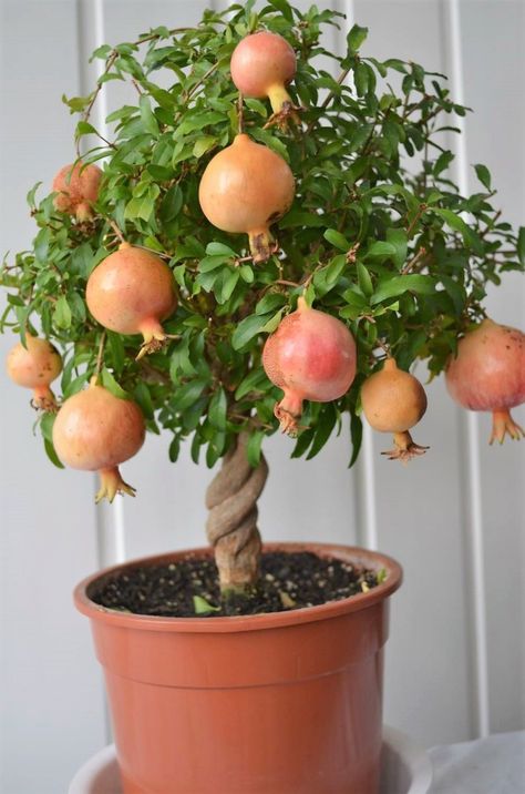 Fruit Trees In Containers, Bonsai Fruit Tree, Potted Fruit Trees, Fruit Tree Garden, Fruit Growing, Growing Fruit Trees, Smen, Veg Garden, Home Vegetable Garden