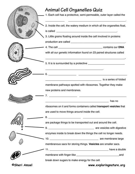 Cell Organelle Quiz Worksheet Cell Diagram, Cell Theory, Science Cells, Cells Worksheet, Cell Parts, Cell Organelles, School Biology, Biology Worksheet, Biology Classroom