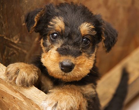 Airedale Terrier puppy Airedale Puppy, Airedale Terrier Puppies, Airedale Dogs, Small Puppy, Welsh Terrier, Terrier Puppies, Terrier Puppy, Airedale Terrier, Beautiful Dogs