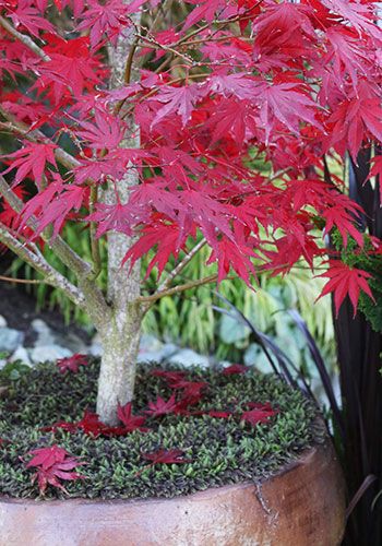 t_japaneseMaple_container_blog_john_red_fal_350x500_5L9A6648 Japanese Maples In Containers, Red Dragon Japanese Maple, Japanese Maple Tree Landscape, Maple Tree Landscape, Red Shrubs, Garden Wonderland, Bloodgood Japanese Maple, Closed Terrarium Plants, Japanese Red Maple