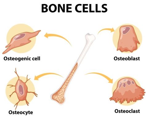 Free Vector | Set of human body and anatomy Human Skeleton Parts, Bone Cells, Human Hand Bones, Medical Cartoon, Human Knee, Human Skeletal System, Human Skeleton Anatomy, Types Of Bones, Human Biology