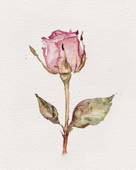 𝐴 𝑟𝑜𝑠𝑒…(𝑑𝑖𝑔𝑖𝑡𝑎𝑙 𝑤𝑎𝑡𝑒𝑟𝑐𝑜𝑙𝑜𝑟 𝑎𝑟𝑡) . . #rose #flower #flowerlovers #flowerart #digitalwatercolor #digitalart #watercolordrawing #watercolordaily Watercolor Rose Easy, Rose Painting Simple, Simple Watercolor Paintings Flowers, Watercolor Roses Painting, Rose Drawing Watercolor, Watercolor Ideas Simple, Simple Rose Painting, Simple Watercolor Ideas, Flowers Drawing Watercolor