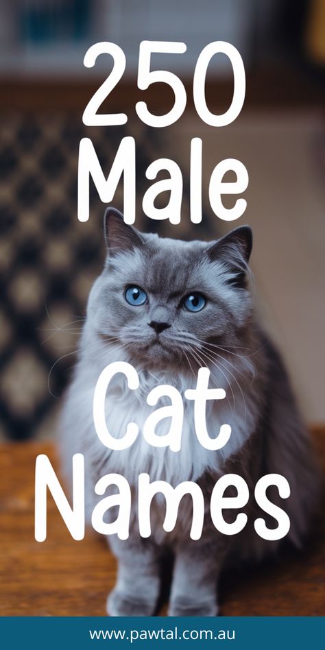 Find the best name for your male cat! 250 Perfect Choices for 25 Popular Breeds Cat Name Ideas Unique, Male Cat Names Unique List, Boy Cat Names Unique, Cats Names Ideas, Cat Names For Boys, Male Cat Names Unique, Cat Names Boy, Badass Cat Names, Cat Names Male