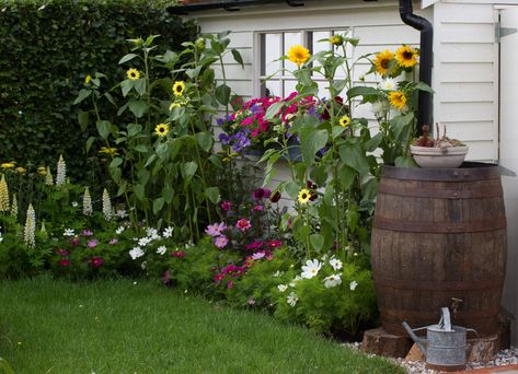 Garden Border Plants, Planting Schemes, Garden Escape, Garden Solutions, Cottage Garden Plants, Gravel Garden, Real Homes, Sunflower Garden, Side Garden