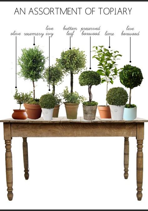 Myrtle Topiaries - Friday Favorites - Petite Haus Indoor Topiary, Lemon Cypress, Topiary Diy, Bay Laurel, Topiary Plants, Topiary Garden, Topiary Trees, Garden Containers, Topiaries