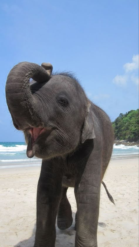 Thailand Aesthetic Elephant, Pretty Beach Pictures, Thailand Aesthetic Wallpaper, Elephants Aesthetic, Animals At The Beach, Phuket Thailand Aesthetic, Thailand Animals, Thailand Pics, Elephants Wallpaper