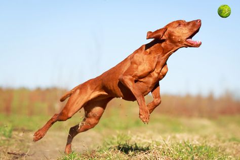 Leaping Vizsla by Shutterstock Sporty Dog, Wearable Gadgets, Jumping Dog, Dog Jumping, Dog Anatomy, Disabled Dog, Vizsla Dogs, Purebred Dogs, Smart Dog