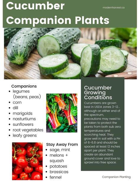 Cucumber Companion Planting, Planting Cucumbers, Cucumber Companion Plants, Gardening Knowledge, Companion Planting Guide, Growing Beans, Cucumber Gardening, Cucumber Varieties, Companion Planting Vegetables