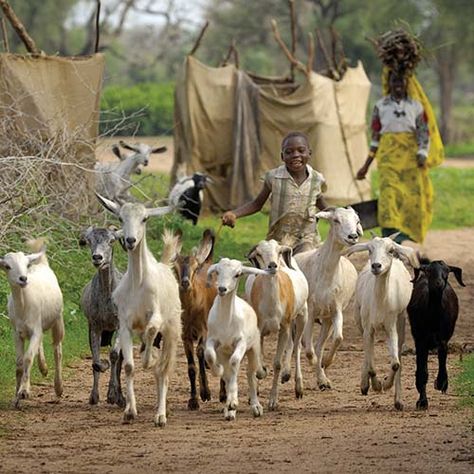 Boy herding goats - Sudan ..photo: Paul Jeffrey ....wwwwcwsglobal.org Milk Goats, Goat Herding, Rara Avis, Milk It, Sustainable City, Gift Catalog, Out Of Africa, Baby Goats, Sustainable Lifestyle