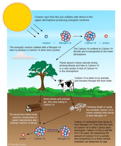 Uses of Radioactivity, Radiocarbon dating - Pass My Exams: Easy exam revision notes for GSCE Physics Carbon Dating, Chemistry Help, Gcse Physics, Pass My Exams, Exam Revision, Physics Formulas, Best Casino Games, Revision Notes, Earth And Space Science