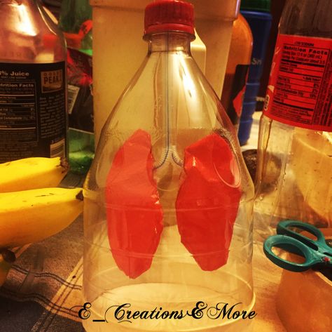 A little project for preschool. A bottle, a few straws and a plastic bag glued to make lung shapes. #respitorysystem #lungs #project #recycled Lungs Project, Project For Preschool, Project For School, Lungs, School Projects, Projects For Kids, Plastic Bottles, Dish Soap Bottle, Plastic Bag