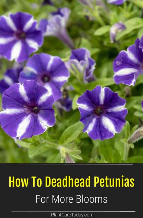 Learn How and Why To Deadhead Petunias including when to deadhead, how to deadhead with pinching, and how to deadhead with pruning [GUIDE] How To Deadhead Petunias, How To Prune Petunias, Deadheading Petunias, Growing Petunias, Petunia Planter, Night Sky Petunia, Petunia Tattoo, Heat Tolerant Flowers, Petunia Care