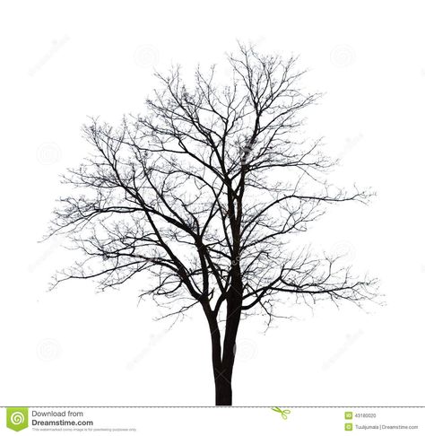 Illustration about Bare tree shape isolated on white background. Illustration of forest, leaf, nature - 43180020 Tree Outline, Tree Pictures, Tree Structure, Abstract Art Images, Tree Tattoo Designs, Wire Trees, Bare Tree, Tree Images, Black Tree