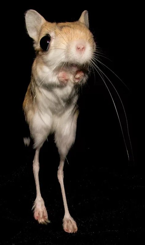 Long Eared Jerboa, Mouse Deer, Coraline Aesthetic, Cute Rats, Mouse Rat, Gerbil, Pet Rats, Silly Animals, Extremely Funny Jokes