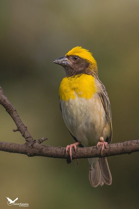 Baya+Weaver,male+breeding+plumage. Baya Weaver Bird, Baya Weaver, Weaver Bird, Bappa Photo, Ganpati Bappa Photo, Bird Photos, West Art, Best Portraits, Ganpati Bappa