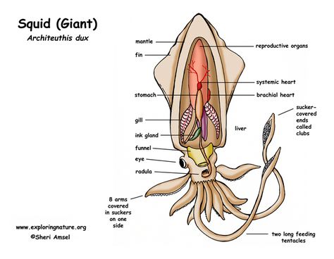 Squid Anatomy, Squid Dissection, Anatomy Diagrams, Oceanography Marine Biology, Animal Infographic, Biology Major, Studera Motivation, A Level Biology, Giant Squid