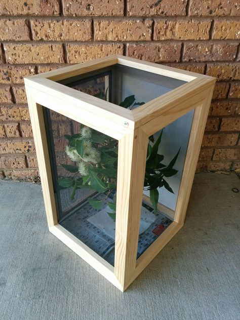 (2019) Handmade stick insect enclosure. Used to house spiny leaf & goliath stick insects. Screened on top, sides & door. Dowelled mitres. Screen held in grooves with spline. Handmade by Rosalie Butterfly Enclosure Plans, Stick Insect Enclosure, Growing Butterflies, Insect Terrarium, Butterfly Enclosure, Insect Enclosure, Bug Houses, Leaf Bug, Vivarium Ideas