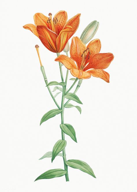 Vintage orange bulbous lily illustration | premium image by rawpixel.com Orange Flowers Illustration, Flower Illustration Vintage, Flowers Botanical Illustration, Lily Illustration, Illustration Botanique Vintage, Orange Lily, Flower Orange, Botanical Illustration Vintage, Illustration Botanique