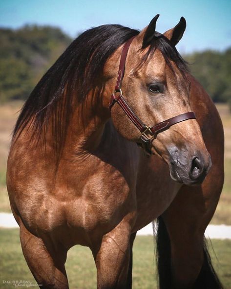 Nature Animal Tattoo, Buckskin Quarter Horse, Black Toes, Morgan Horses, Quarter Horse Stallion, Aqha Horses, Buckskin Horse, Gorgeous Horses, Reining Horses