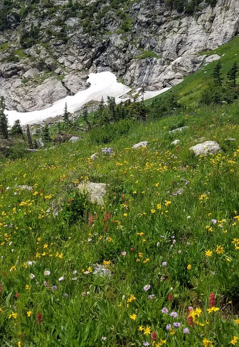 The wildflowers on the Crater Lakes trail in Colorado were in full bloom when we hiked there at the end of July, and the best part was hiking the last section to the top lake. | The World on my Necklace #wildflowers #colorado #hiking Colorado Wild Flowers, Wildflowers Colorado, Mount Elbert, Night Camping, Medicine Bow National Forest Wyoming, Crested Butte Colorado Wildflowers, Colorado Wildflowers, Idaho Springs, Digital Nomad Life