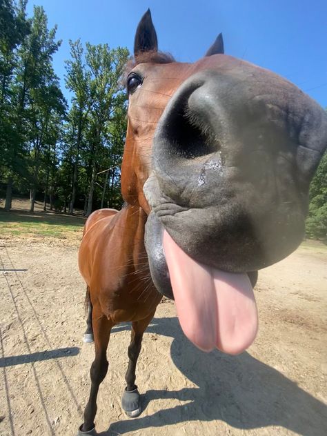 Silly Horses Pictures, Funny Horse Pics, Horse Pfp, Smiling Horse, Silly Horse, Horse Cute, Aesthetic Horse, Horse Quotes Funny, Funny Horse Pictures