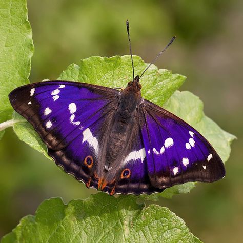 Woodland Trust on Instagram: “The magnificent purple emperor butterfly! This is Britain's second largest butterfly and if you're ever likely to encounter one, you'll…” Great Purple Emperor Butterfly, Purple Emperor Butterfly, Purple Moth, Emperor Butterfly, Purple Emperor, Matt Berry, Butterfly On Flower, Moths And Butterflies, Purple Animals