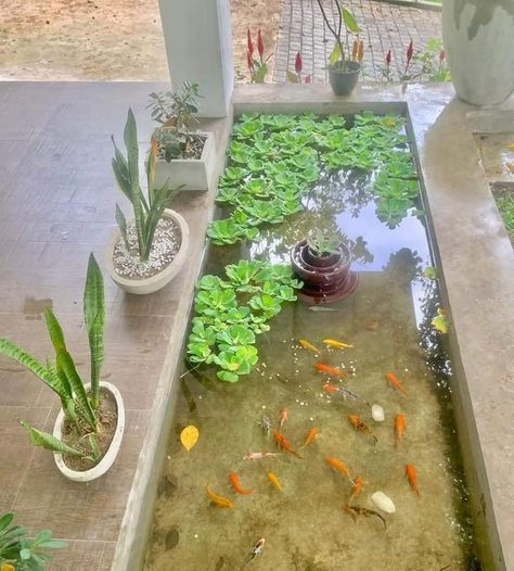 Fish Pond Gardens, Goldfish Tank, Indoor Water Garden, Diy Water Fountain, Bunny Bags, Water Gardens, Diy Water, Gold Fish, Workspace Design