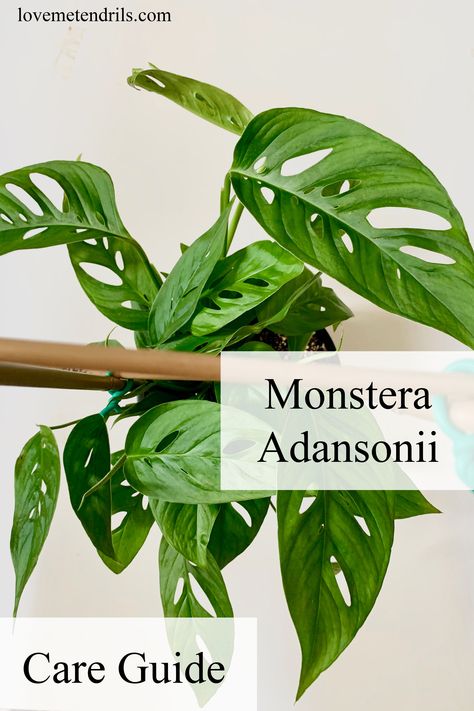 Monstera Andanosii, Monstera Adansonii Care, Monstera Deliciosa Care, Monstera Plant Care, Houseplant Collection, Grow Garden, Plant Care Guide, Monstera Adansonii, Plant Care Houseplant