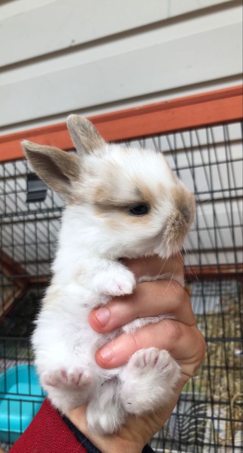 Baby mini lop bunny rabbit adorable cute animal pet Holding Item Reference, Mini Lop Bunny, Bunny Breeds, Bunny Care Tips, Mini Lop Bunnies, Bunny Supplies, Mini Lop Rabbit, Lop Bunnies, Lop Bunny