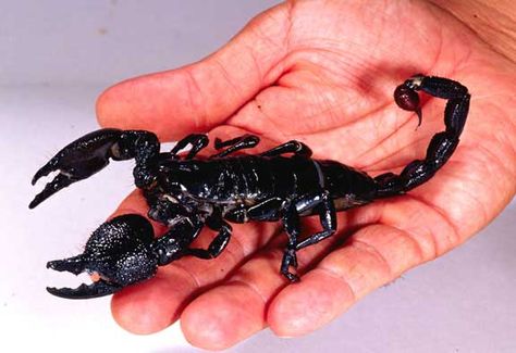 The largest scorpion in the world is the Emperor Scorpion of West Africa, reaching a length of nearly 8 in. Despite its size, it is not highly venomous. Emperor Scorpion, Spiders And Snakes, Marvel Oc, The Scorpions, Animal Anatomy, Bee Sting, Petting Zoo, Human Babies, Twisted Sister