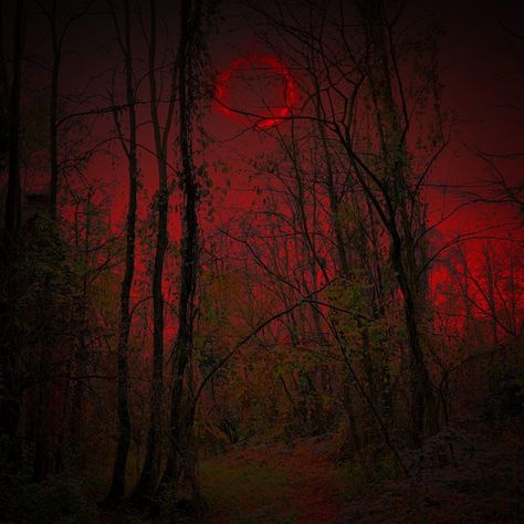 Ivy #forest #trees #grunge #occult #goth #witch #witchcraft #red #darkness #dark #darkside #moon #magic #ethereal_moods #fire #gloomy… Dark Forest Aesthetic, Wildland Fire, Godzilla Wallpaper, Goth Witch, Dark Tree, Aesthetic Goth, Moon Witch, Magic Forest, Dark Blood