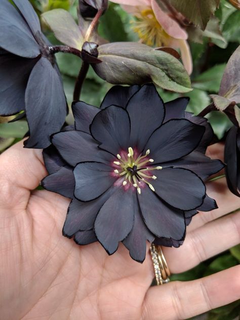 Black Hellebore Tattoo, Goth Garden Ideas, Gothic Garden Ideas, Dark Garden Aesthetic, Gothic Plants, Goth Plants, Black Hellebore, Goth Flowers, Black Plants