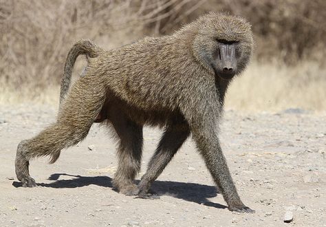 Olive Baboon | Olive Baboon (Papio anubis) Awash National Pa… | Flickr Olive Baboon, Africa Wildlife, Africa Safari, Incredible Creatures, Extinct Animals, Baboon, African Animals, African Safari, Primates