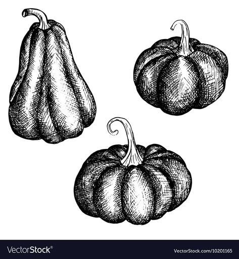 Ink drawing pumpkins Royalty Free Vector Image Pumkin Drawing Realistic, Pumpkin Ink Drawing, Halloween Pen Drawings, Halloween Ink Drawings, Pumpkin Line Drawing, Pumpkin Drawing Halloween, Pumpkin Reference, Pumpkin Drawing Easy, Pumpkin Draw