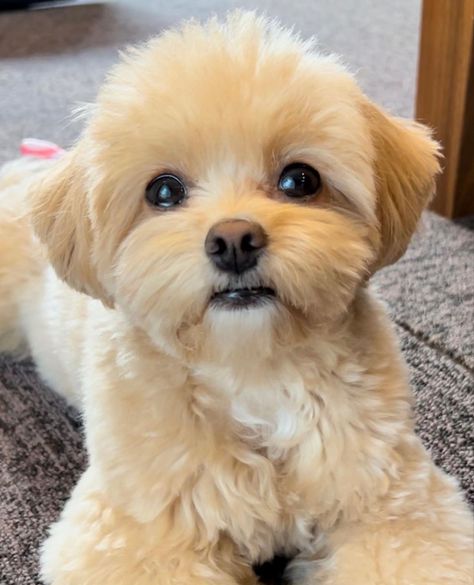 Korean Maltese Haircut, Lhasa Poo Puppies, Malshi Haircuts Teddy Bears, Maltipoo Teddy Bear Haircut, Maltese Poodle Haircut, Maltese Haircut Teddy Bear, Malshi Haircuts, Maltipoo Haircut Styles Teddy Bears, Maltipoo Haircut Styles