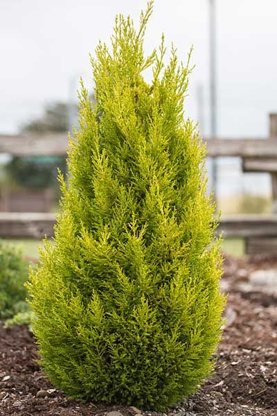 Monterey Cypress 'Wilma Goldcrest' Wilma Goldcrest Cypress, Cypress Trees Landscape Front Yards, Lemon Cypress, Dog Friendly Garden, Monterey Cypress, Italian Cypress, Pink Bed, Lawn Alternatives, Green Apartment