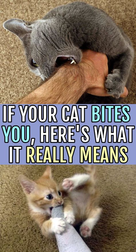 Katt Diy, Cat Biting, Cat Language, Cat Hacks, Cat Behavior, Cat Facts, Funny Cute Cats, Cat Care, Cat Owners