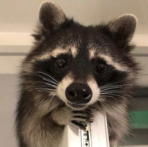 Cute Raccoons, Trash Pandas, Pet Raccoon, Cute Raccoon, Raccoon Funny, Trash Panda, Silly Animals, Racoon, Animal Wallpaper