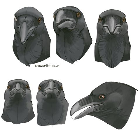 Raven Drawing Tutorial, How To Draw Beaks, Raven Wings Drawing, Crow Concept Art, Raven Anatomy, Crow Anatomy, Crow Character Design, Crow Head, Bird Anatomy