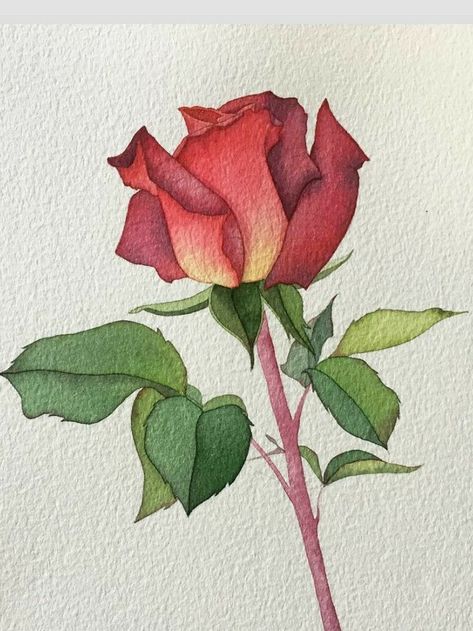 Aquarelle Drawing, Aquarelle Painting, Drawing Flowers, Watercolor Flower Art, Flowers Watercolor, Illustration Watercolor, Watercolor Flower, Water Colour, Artist Artwork