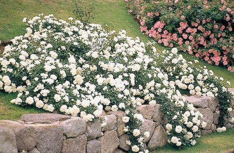 White Meidiland  Trailing roses.  Also grow on a slope. White Garden Roses, Rose Garden Landscape, Landscaping With Roses, Ground Cover Roses, Orchid Flowers, White Garden, Rock Wall, Planting Roses, Flowers White