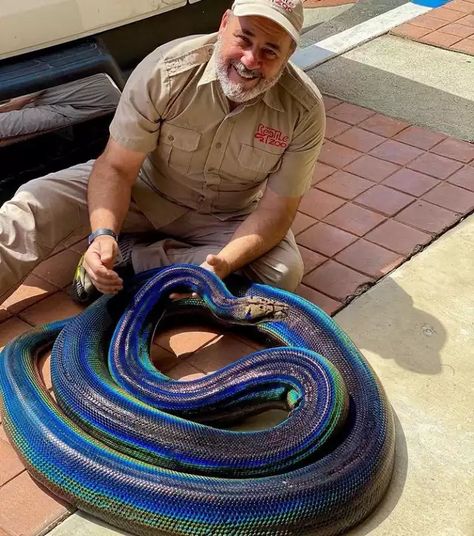 A very colorful python. - Imgur Reticulated Python, Burmese Python, Rainbow Snake, Types Of Snake, Pretty Snakes, Colorful Snakes, Cute Reptiles, Reptile Snakes, Reptiles And Amphibians