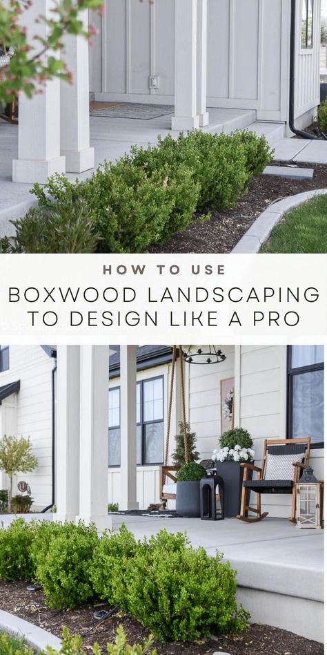 Design your yard like a pro! Incorporate boxwood landscaping ideas into your front yard for beautiful curb appeal and garden design. Foundation Plantings For Front Of House Farmhouse, Front Yard Landscaping Boxwood Hedges, Front Yard Landscaping With Bushes, Boxwood And Holly Landscaping, Arborvitae Landscaping Front Yards, House Front Plant Ideas, Boxwood Lined Walkway, Farmhouse Front Flower Beds, White Roses Front Yard Landscaping