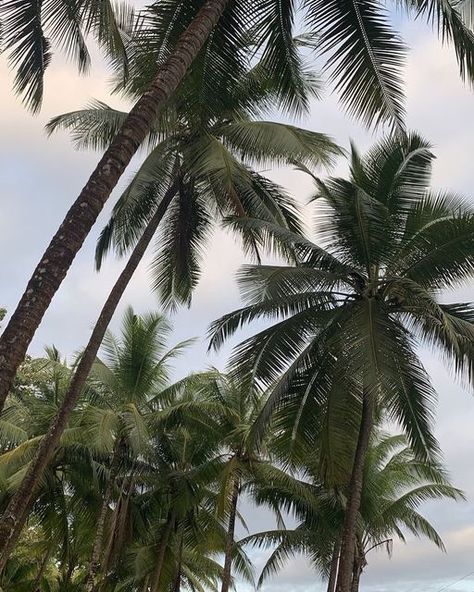 Palm Tree Aesthetic, Summer Feeling, June 21, Summer Dream, Tropical Vibes, Beach Vibes, Beach Vibe, Island Life, Green Aesthetic