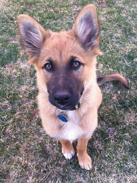 German Shepherd Golden Retriever mix Golden Retriever Puppy Photography, German Shepherd Golden Retriever, King Shepherd, Photography Photo Ideas, Puppy Obedience Training, Dog Faces, Puppy Photography, Positive Dog Training, Golden Retriever Mix