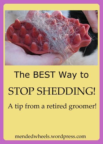 Stop Shedding ~ Sick of Pet Hair? ~ http://mendedwheels.wordpress.com/2014/03/21/sick-of-pet-hair-i-guarantee-this-stops-shedding/ Dog Shedding, Irish Wolfhound, Dog Info, Pet Hacks, Dog Health, Pet Health, Dog Care, Pet Grooming, Dog Grooming