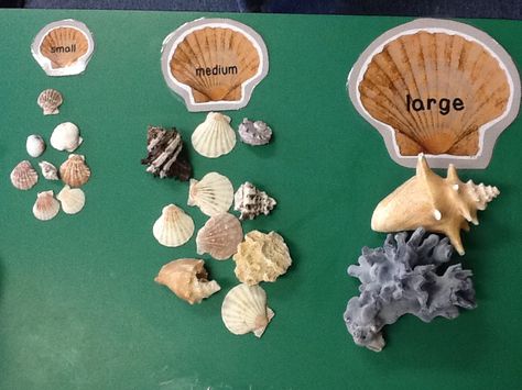 Not sure what to do with those seashells you collected this summer? Here's a great beach-themed sorting exercise! Beach Montessori Activities, Under The Sea Maths Activities Eyfs, Seashell Preschool Activities, Size Activities Eyfs, Beach Eyfs Activities, Classification Activities Preschool, Beach Activities For Preschool, Beach Activities Preschool, Beach Preschool Activities