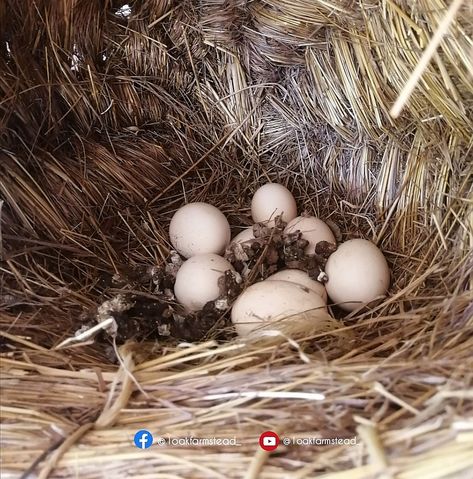 Questions and Answers: Chickens pooping on nest boxes — Ayanda Kunene How To Keep Chickens From Pooping In Nesting Boxes, Hen On Nest, Different Types Of Bird Nests, Chickens With Poopy Butts, Buff Orpington Chickens Eggs, Chicken Poop, Old Boxes, Nesting Boxes, Question And Answer