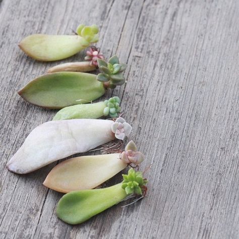 pretty babies - how to replant trim and propagate succulents Ideas For Planting Succulents, Starting Succulents From Leaves, Succulent Cuttings Propagation, Succulents Propagating, Propagating Succulents From Leaves, Multiplier Des Plantes Grasses, Diy Terrariums, How To Propagate Succulents, Water Succulents